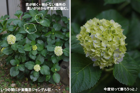 6.6紫陽花ジャングル.jpg
